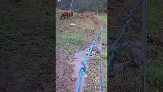 Guinea fowl free ranging with horses in background