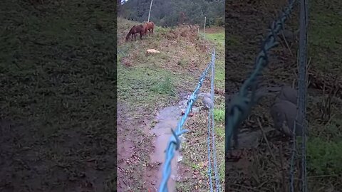 Guinea fowl free ranging with horses in background