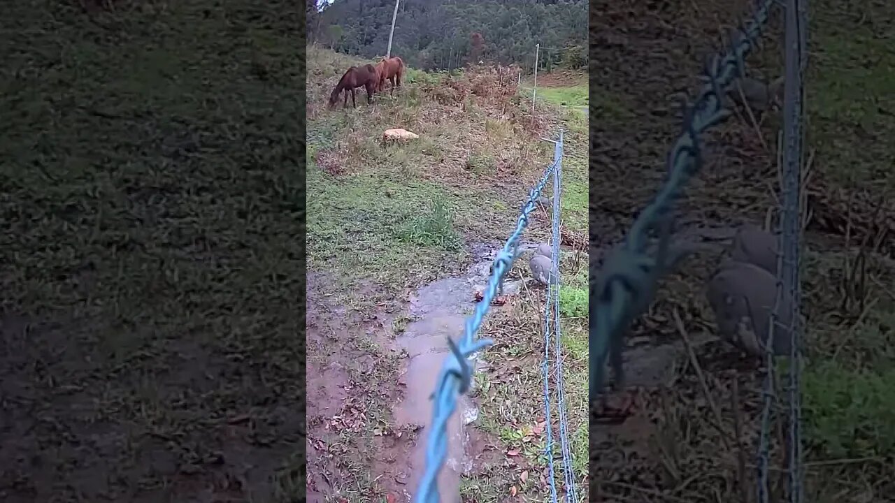Guinea fowl free ranging with horses in background