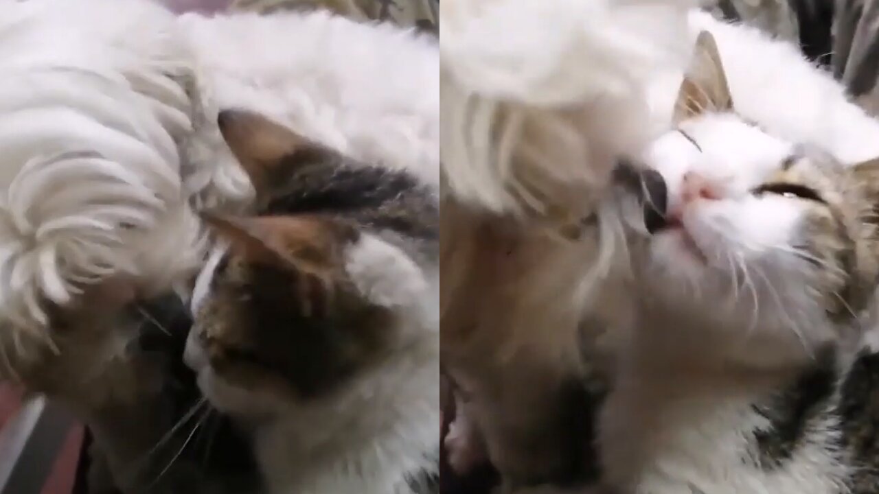 Friendly dog just wants to play with the cat