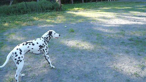 Luna Teasing at the Dog Park