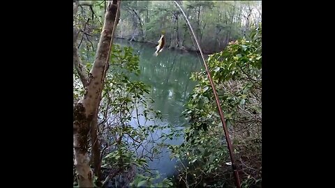 Bluegill catch under brush