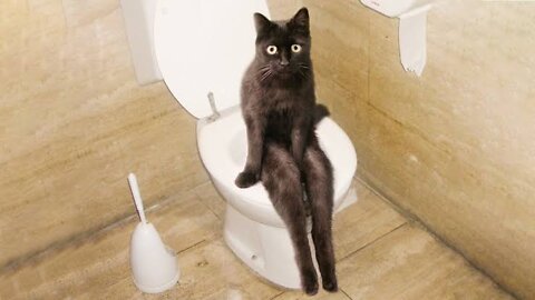 FUNNY CAT MEMES COMPILATION OF 2022