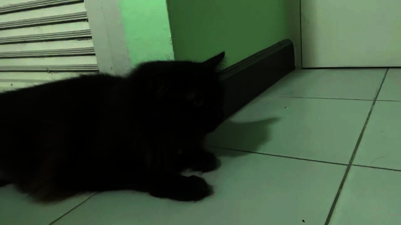 Midnight meeting a kitten for the first time. She is not happy