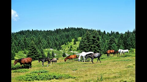 Animals Of The World , 4K - Scenic Wildlife Film With Calming Music,