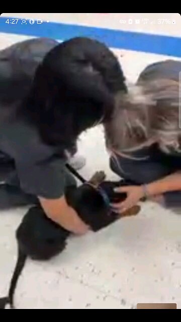 XXL EGAN XXL NORAH- DONEYUNO