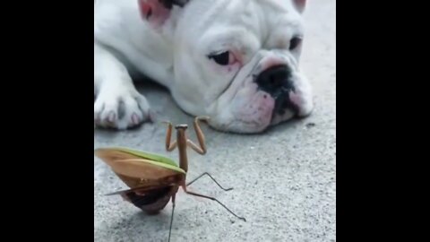 A mantis hypnotizes a dog