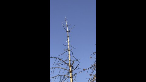 Sharp shinned hawk