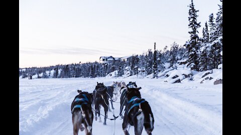 Drigon toni are playing,train dogs.funny dogs