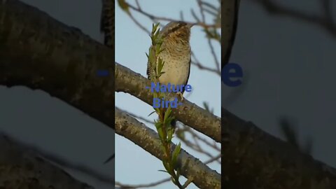 Nature Bird