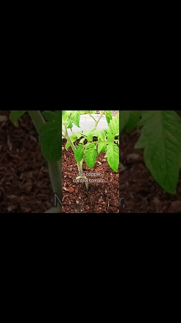 Experimenting with Electroculture and copper wrapped tepees in the Pixie's Potager... #gardening