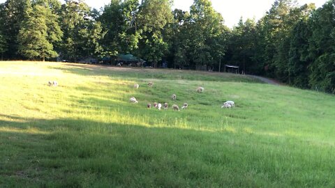 Peacefully Grazing - Dorper Cross Meat Sheep