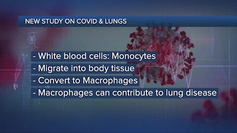 Study sheds light on how immune cells in the lungs may worsen virus attacks