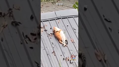 Cat Compilation 1