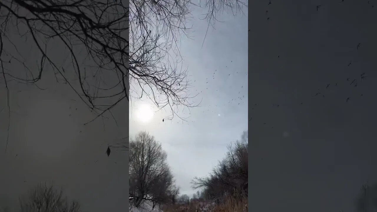Hundreds of Mallards Wanted In! | Outdoor Jack