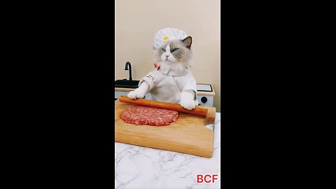 best cooking food trying to cats