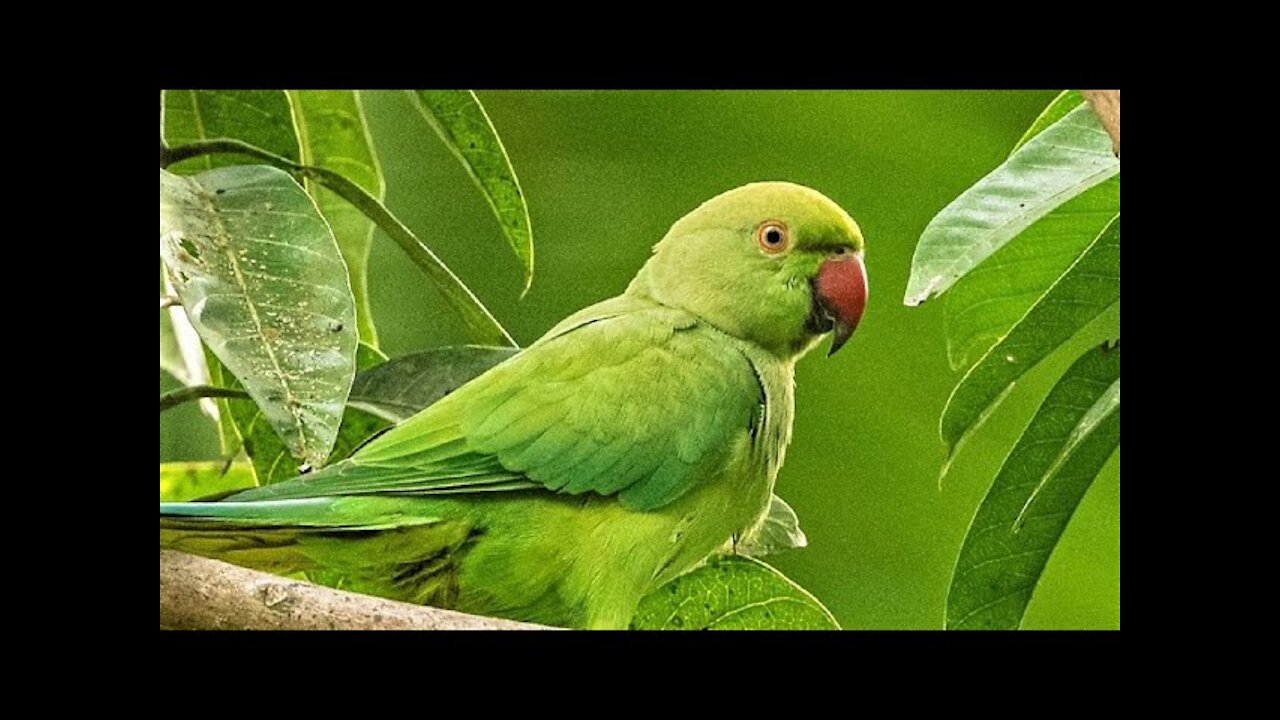 Super cute Parrot Sounds l Parrot chirping morning natural parrot sounds