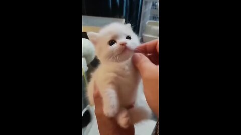 Cat naughty video 😂#catvideos #cutecats