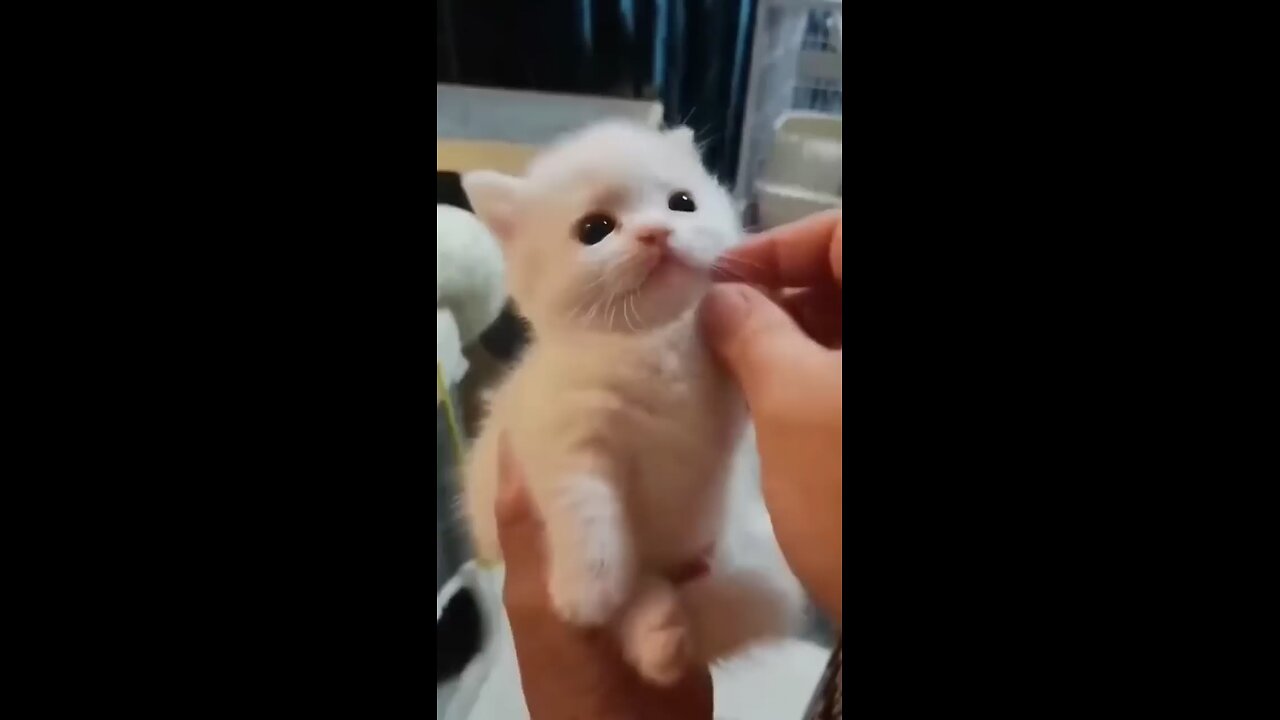 Cat naughty video 😂#catvideos #cutecats