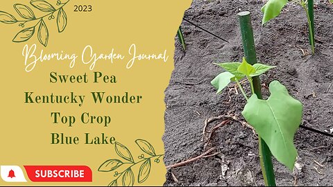 Transplanting Sweet Peas, Bush and Pole Beans