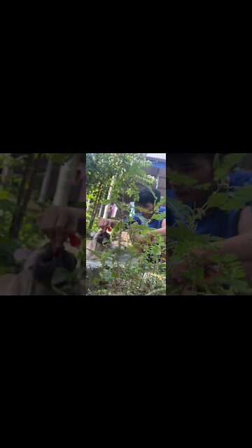 no one to take care of me, i saw it and fed it one afternoon