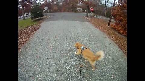 November 23rd, 46º Happy Thanksgiving to everyone, Flynn and I walk around the block.