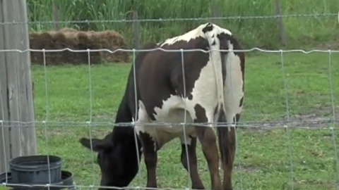 PBSO arrests Dylan Back for cow theft that led to slaughter in Loxahatchee community