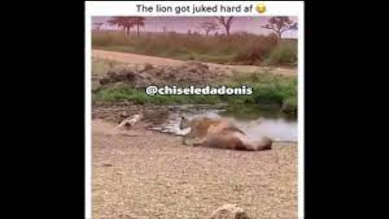 Lion gets Ankle Broken by Antellope