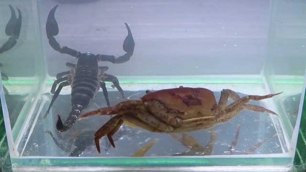 Crab vs Scorpion Underwater - Caranguejo vs Escorpião-15