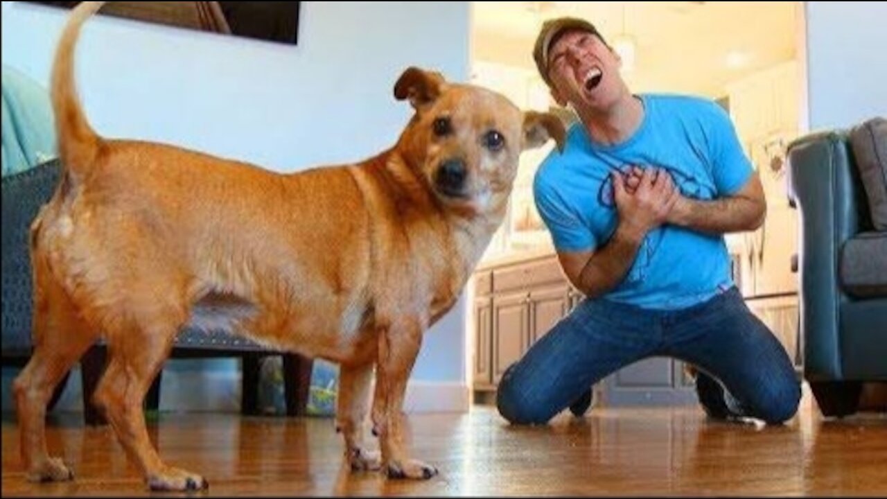 Faking My Death In Front of My Dog - Dog Funny Reacts on it !!!!!!