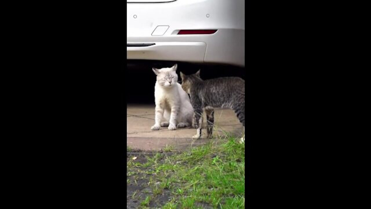 Two Real Cat Fight Complilation Videos 2021