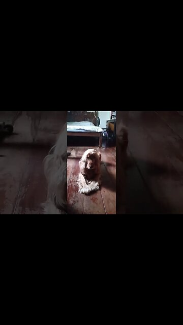 #dogshow, #amimals, #dogs, #shorts