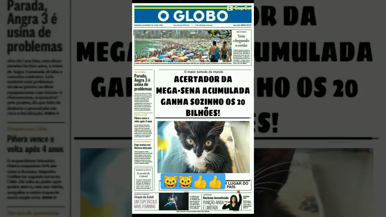 Gato milionário conheça o Gato Bartolomeu Tunico mega sena