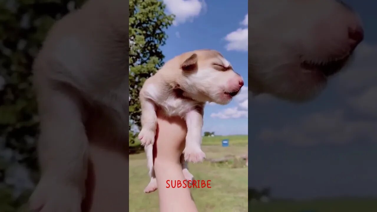 Very Cute Baby 🐕🐕 Cute Dogs #shorts #ytshorts