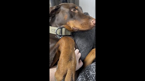 Petting my Doberman Charlie earlier today