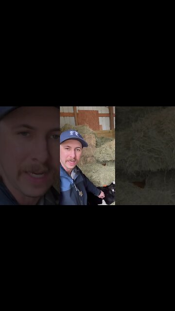 Day 19: 30 days of #calving ! #ranch #ranchlife #cattle #farm #farmlife #cow #calf