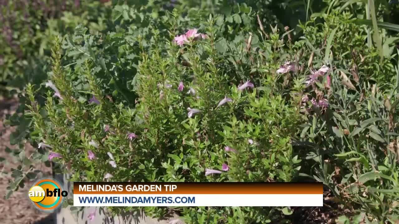 Melinda's Garden Moment - Growing and using less common herbs