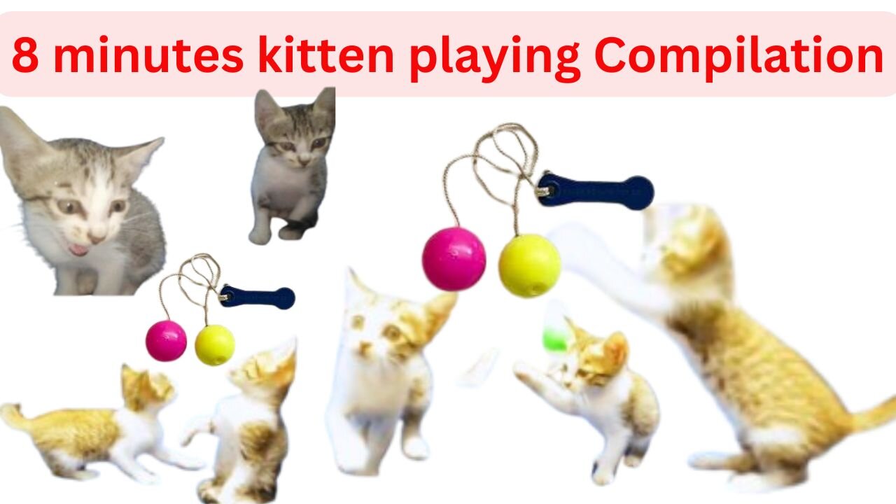 kittens playing 8 minutes jumping catching and mewing