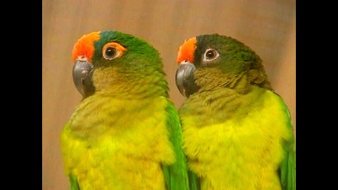 Parrot Dating Agency