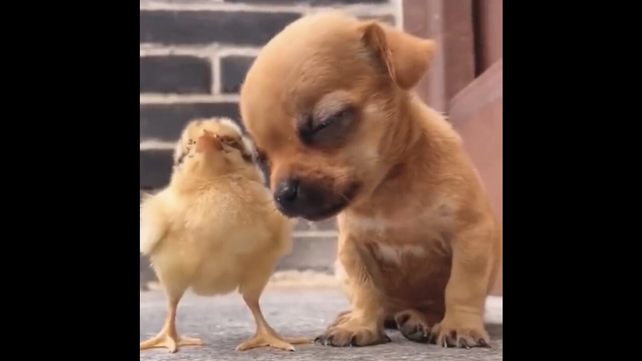 CUTE CHICK HELPING PUPPY