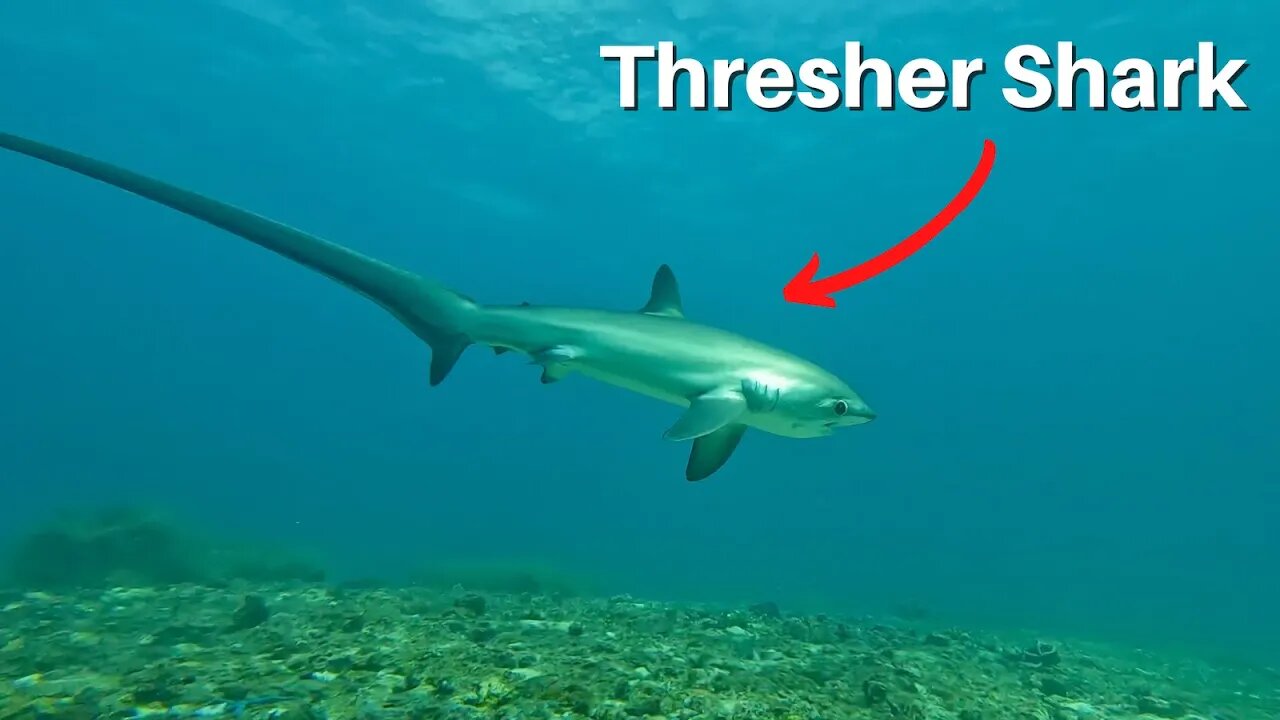 DIVING With THRESHER SHARKS on Malapascua Island