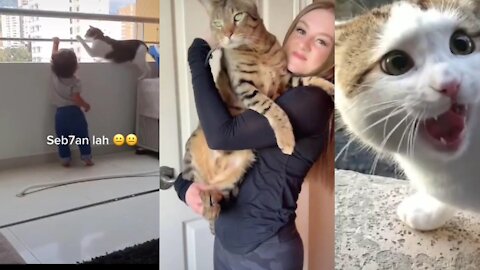 Funniest Cats 😂 - Don't try to hold back Laughter 😂 - Funny Cats Life