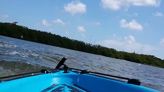 Hilarious Dolphins