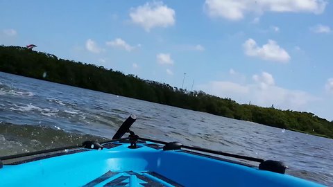 Hilarious Dolphins