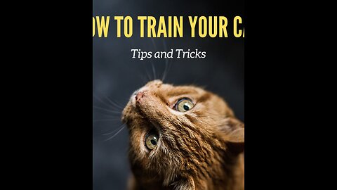 Basic Cat Training Tips