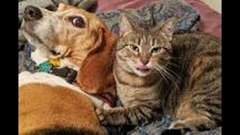 FUNNY CATS/DOGS VIDEO 🐱🐶