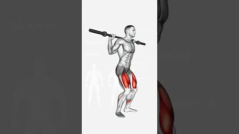 The best barbell exercises for each leg muscle group(hips, quadriceps, hamstring,calves)