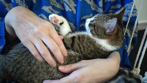Cat in My Arms