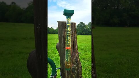 Lots of Rain in Green, Green Tennessee @UncleTimsFarm #kärnəvór #shorts #hereford #freerangepigs