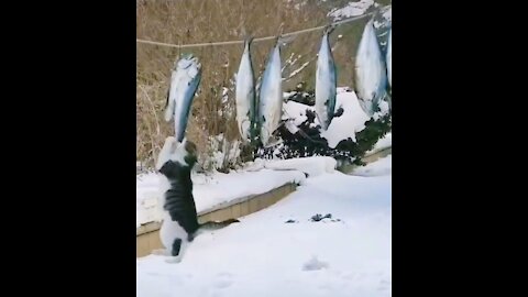When you put the fish next to the cat